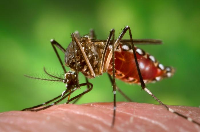 Zika Virus: 5 Things You Should Know