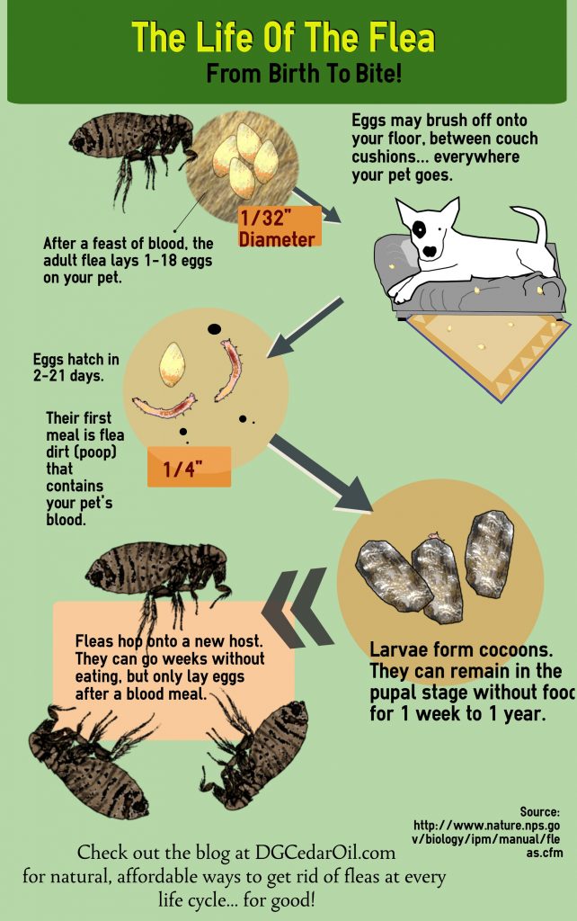 The lifecycle of the #flea. It can be anywhere from a few weeks to a few months - meaning your infestation can come back even when the adult fleas have vanished. You need to destroy fleas at every life stage to get rid of them for good. For natural, safe, affordable solutions, check out DGCedaroil.com.