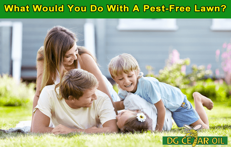 Get Rid Of Pests On Your Lawn – Without Killing Your Grass
