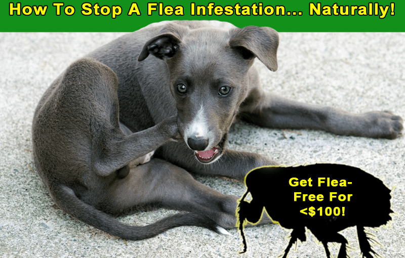 How To Stop A Flea Infestation… Naturally!
