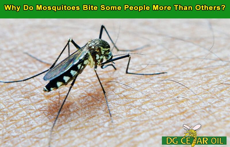 Why Do Mosquitoes Bite Some People More Than Others?