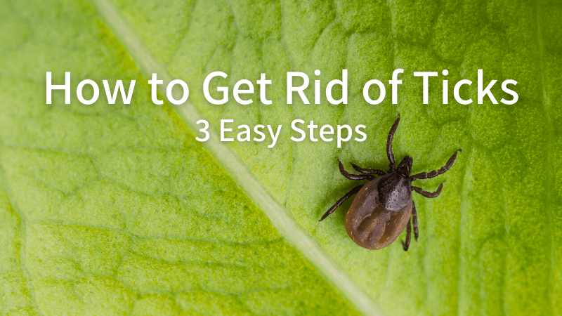 Get rid of ticks